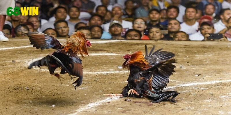 Áp dụng kinh nghiệm thực tế để tăng khả năng chiến thắng