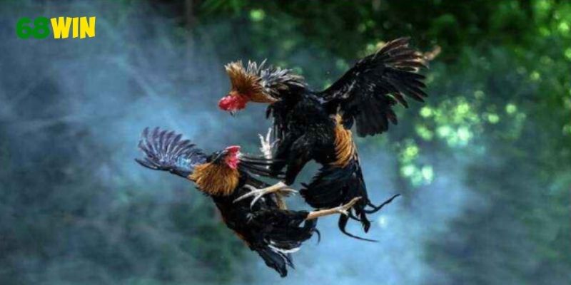 Đá gà 68WIN hội tụ chiến kê hàng đầu