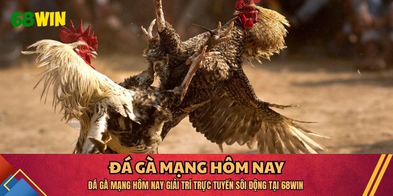 Đá gà mạng hôm nay