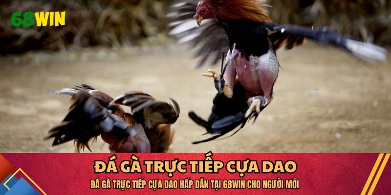Đá gà trực tiếp cựa dao